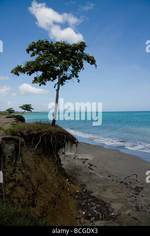 Blick auf einen Baum am Rande der zerfallenden Land am Playa Grande mit Blick auf den Atlantischen Ozean in die Dominikanische Handelsministerium Stockfoto