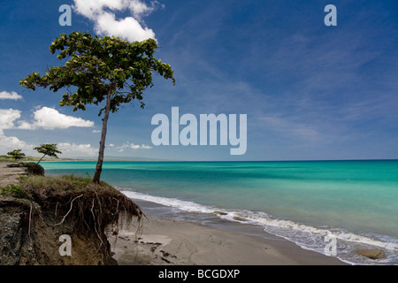 Blick auf einen Baum am Rande der zerfallenden Land am Playa Grande mit Blick auf den Atlantischen Ozean in die Dominikanische Handelsministerium Stockfoto