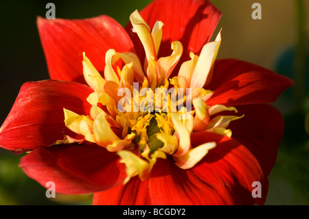 Dahlie Eindruck Festivo Stockfoto