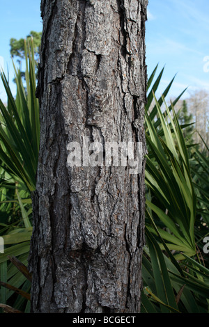 Nahaufnahme der Longleaf Kieferrinde, Florida. (Pinus Palustris) Stockfoto