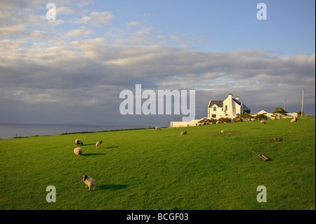 Haus und Schafe und Klippen auf dem Giant s Causeway Küstenstraße in Nordirland Sonnenuntergang Stockfoto