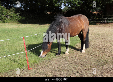 Temporäre bewegliche elektrische Fechten verwendet wird Gras weiden für ein Pferd zu beschränken. Stockfoto