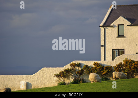 Haus und Schafe und Klippen auf dem Giant s Causeway Küstenstraße in Nordirland Sonnenuntergang Stockfoto