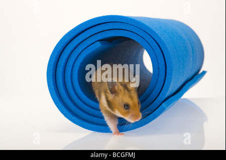 Braun Hamster in blaue Röhre weißen Hintergrund Goldhamster einfarbigen Hintergrund Haustier Tier Studio wach geschossen hören Spielplatz Stockfoto