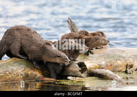 Stock Foto von einem Fluss Otter Familie auf einem Baumstamm, Yellowstone National Park, Montana, 2009. Stockfoto