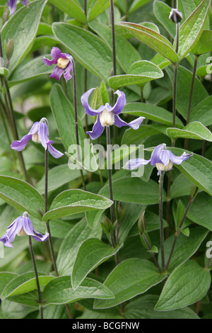 Clematis, Clematis Integrifolia, Butterblume, Europa und gemäßigten Asien Stockfoto