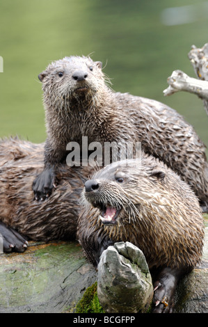 Stock Foto von River Otter Pup ruht auf seiner Mutter zurück, Yellowstone National Park, Montana, Juli 2009. Stockfoto