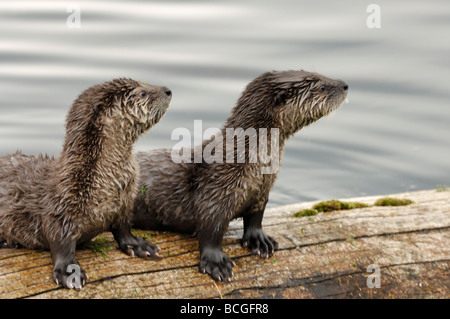 Stock Foto von zwei Fischotter Welpen sitzen auf einem Baumstamm in einem See, Yellowstone National Park, Montana, 2009. Stockfoto