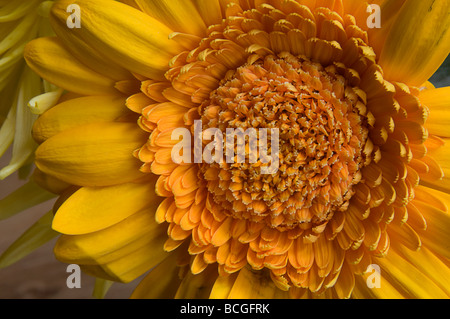 Extreme Nahaufnahme der Blütenblätter einer leuchtend gelben Gerbera, die Freundschaft und Glück bedeutet Stockfoto