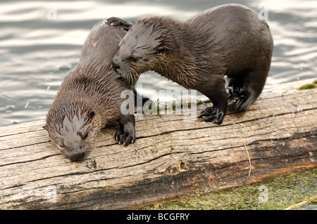 Stock Foto von zwei Fischotter Welpen spielen auf einem Baumstamm in einem See, Yellowstone National Park, Montana, 2009. Stockfoto