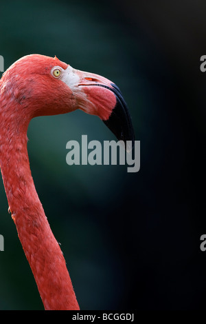 Amerikanische Flamingo Phoenicopterus ruber Stockfoto