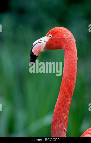 Amerikanische Flamingo Phoenicopterus ruber Stockfoto