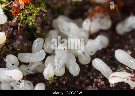 Ameisen der Gattung Myrmica bringen ihre Larven und Puppen zurück unter der Erde, nachdem ihr Nest gestört wurde. Stockfoto