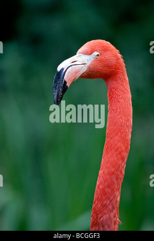 Amerikanische Flamingo Phoenicopterus ruber Stockfoto