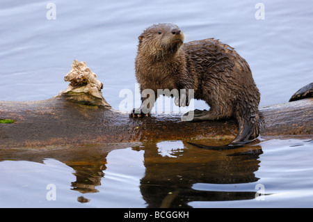 Stock Foto von einem Fluss Otter Welpen sitzen auf einem Baumstamm, Yellowstone-Nationalpark, 2009. Stockfoto