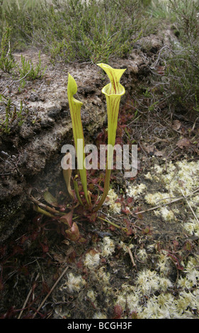 Pitcherplant Sarracenia Purpurea wächst in einem Torfmoor Somerset Stockfoto