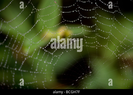 Tropfen Wasser Klammern sich an die Umrisse von einem Spinnennetz Stockfoto