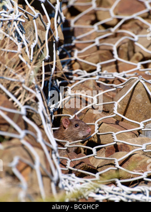 Braune Ratte Rattus norvegicus Stockfoto