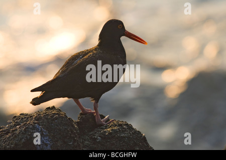 Schwarze Austernfischer (Haematopus Bachmani) sitzt auf Felsen in Monterey, Kalifornien Stockfoto