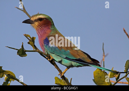 Lila-breasted Roller (Coracias Caudatus) Stockfoto