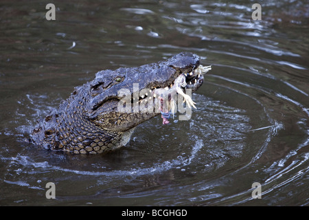 Nil-Krokodil, mit seinen Kopf aus dem Wasser, ein Huhn zu essen. Stockfoto