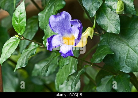 Thunbergia Erecta Kings Mantel Leben Pflanze lebendige lila Trompete geformte Blumen zwischen den Blättern Stockfoto