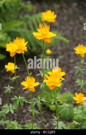 Chinesische Kugelblume, Trollius chinensis, Ranunculaceen. China Stockfoto