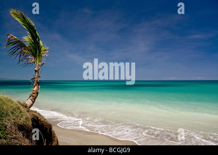 Blick auf einen Baum mit Blick auf den Atlantischen Ozean in die Dominikanische Handelsministerium Stockfoto