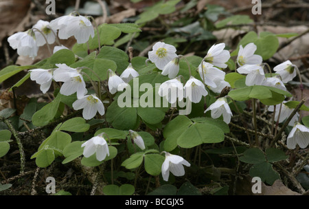 Sauerklee Oxalis acetosella Stockfoto