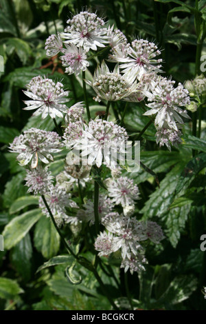 Greater Masterwort Astrantia große genommen In Calderstones Park, Liverpool, UK Stockfoto