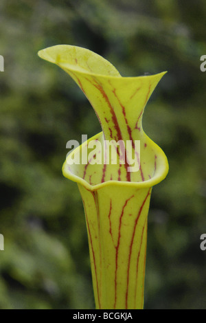 Pitcherplant Sarracenia Purpurea wächst in einem Torfmoor Somerset Stockfoto