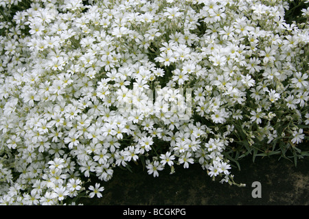 Filziges Boissieri, Caryophyllaceae, westliches Mittelmeer Stockfoto