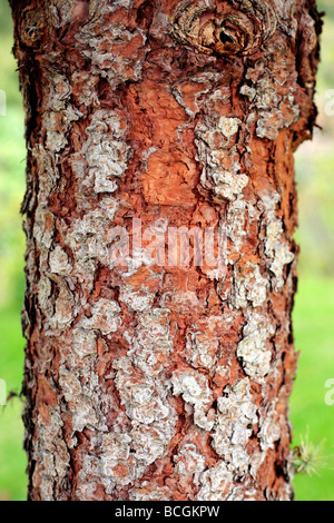 Kanarische Kiefer Pinus Canariensis Baumstamm mit attraktiven Rinde Stockfoto