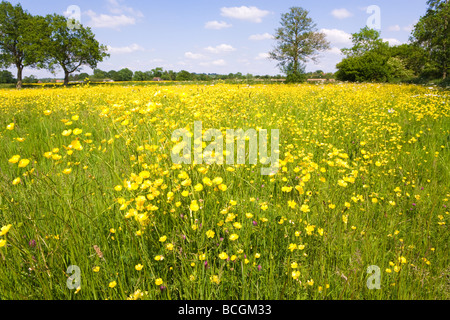 Ein Feld von Butterblumen nahe Birdwood, Gloucestershire Stockfoto