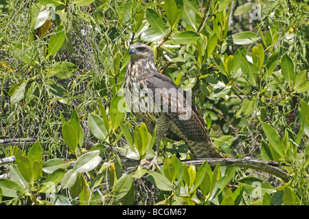 Gemeinsamen Black Hawk Buteogallus Anthracinus San Blas Nayarit Mexiko 30 März unreifen Acciptridae Stockfoto