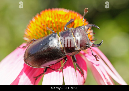 Hirschkäfer Lucanus Pseudolucanus Barbarossa Stockfoto