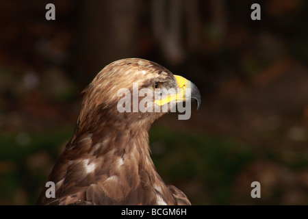 Mäusebussard Buteo Buteo, Kalkspat, Falke, Buteo, Raubtier, Raptor, Gesicht, Stockfoto