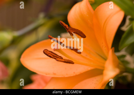 Blumenschau Stockfoto