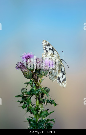 Marmoriert weiß Melanargia Galathea auf Distel Stockfoto