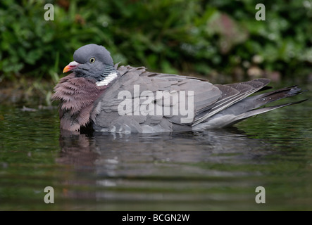 Woodpigeon Columba Palumbus Baden Stockfoto