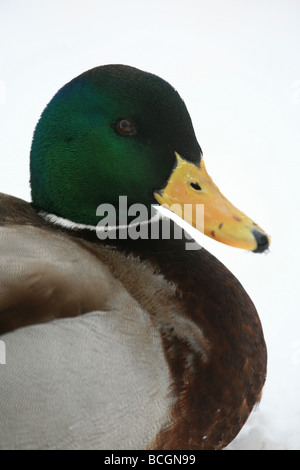 Männliche Stockente, Anas platyrhynchos, im Winter durch den Oslofjord, Norwegen. Stockfoto