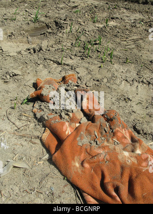 eine Decke in schlammigen Feld in Sonne Stockfoto