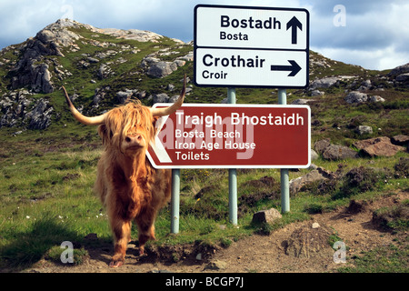 Highland Kuh neben ein Schild in der Nähe von Bostadh Isle of Lewis, die äußeren Hebriden, die westlichen Inseln, Schottland, UK 2009 Stockfoto