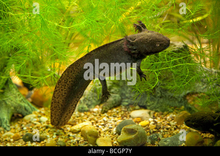 Axolotl Z.B. geschieht Schwimmen im Aquarium UK Stockfoto