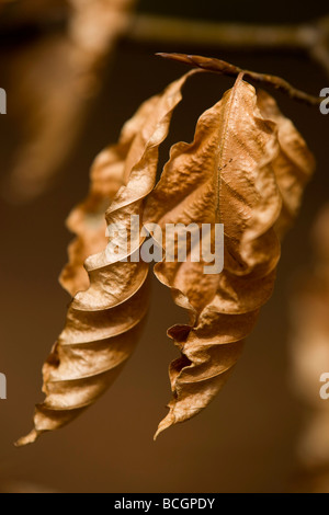 herbstliche Buche verlässt Fagus sylvatica Stockfoto