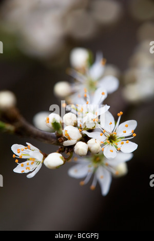 Blackthorn Blüte Prunus Spinosa cornwall Stockfoto