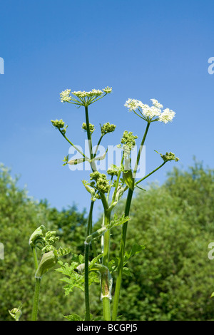 Kuh Petersilie (Anthriscus sylvestris) in der Blüte im Sommer, West Sussex, England, Großbritannien Stockfoto