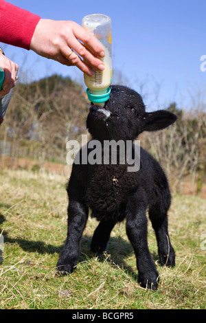 mit der Flasche füttern ein junges Lamm Kleinfarm cornwall Stockfoto