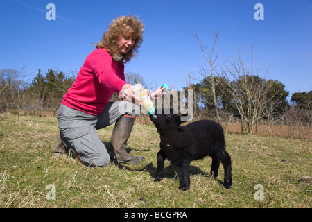 mit der Flasche füttern ein junges Lamm Kleinfarm cornwall Stockfoto