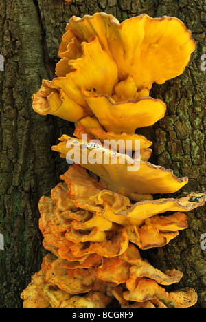 Schwefel Polypore umgangsprachlich Huhn des Waldes Stockfoto